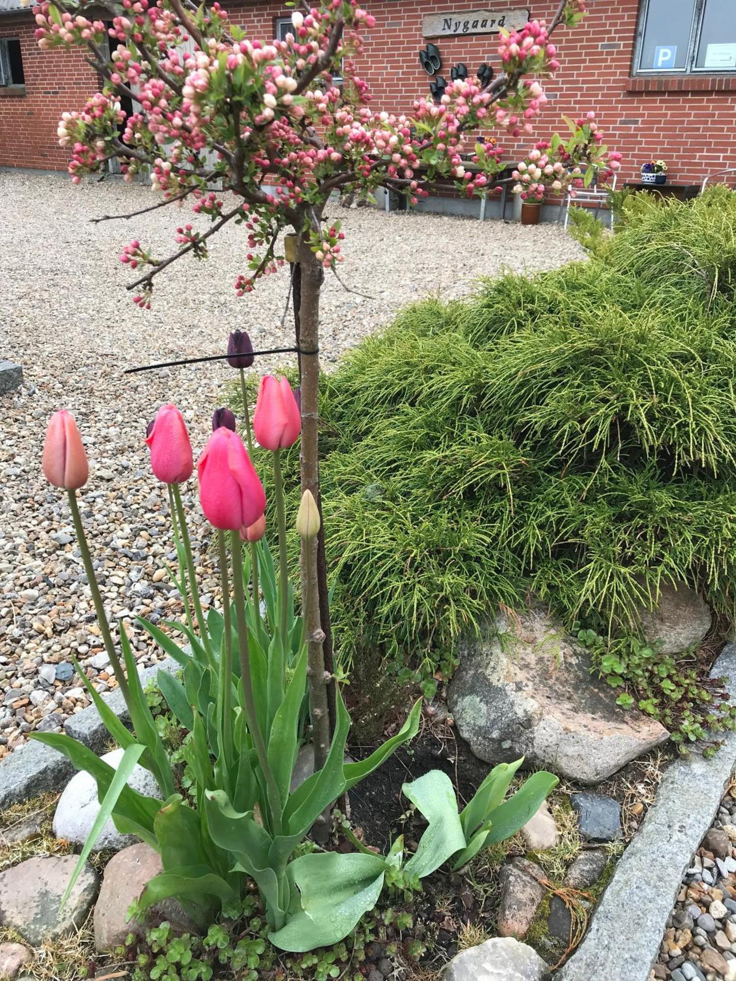 Nygaard B&B Nørre Nebel 外观 照片